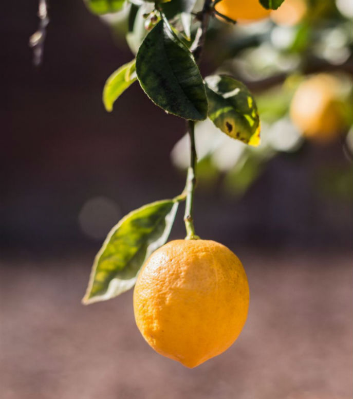 Lemon_fruit