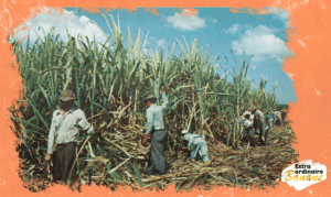 Planteurs de bananes histoire